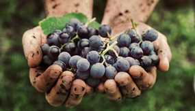 Viticulture: The Stages of Wine Grape Cultivation