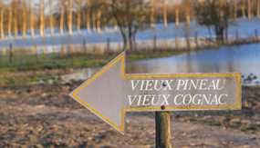 Pineau de Charentes: The Success Story of an Aperitif